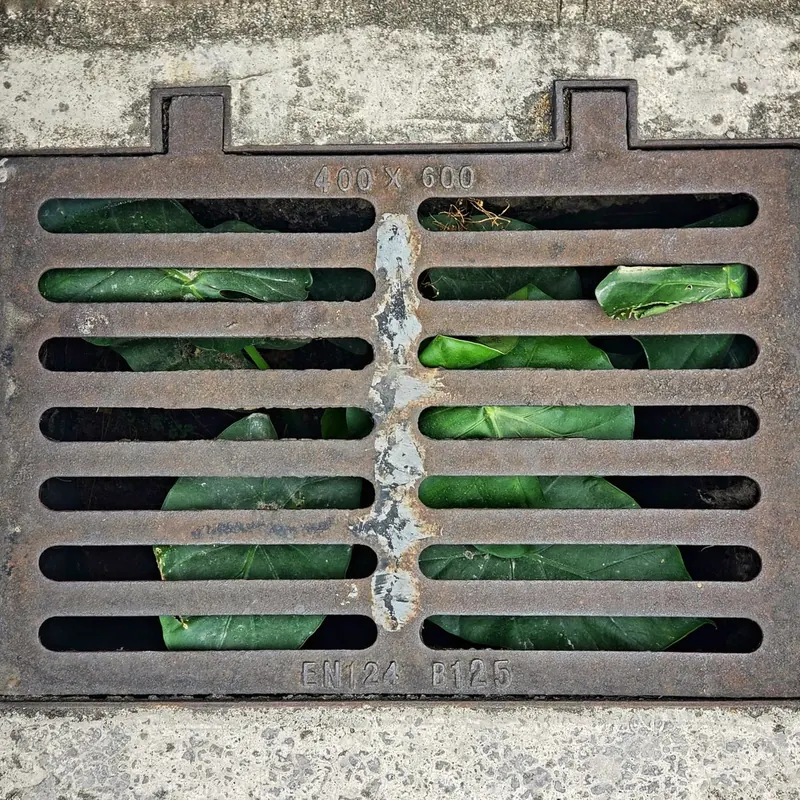 Metal drainage grate covering green plants in an urban setting.